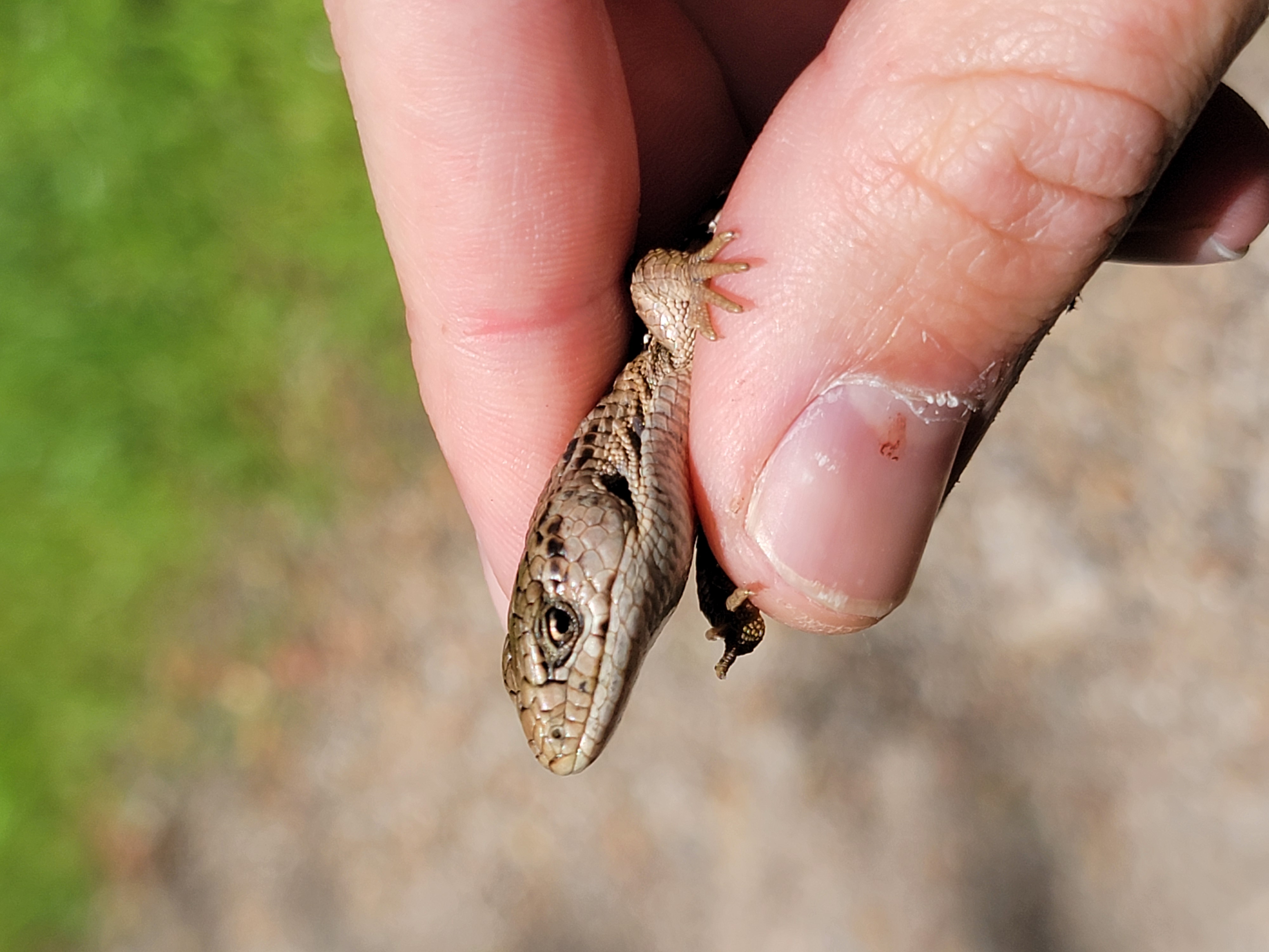 A small alligator lizard held gently between two fingertips, looking at the camera
