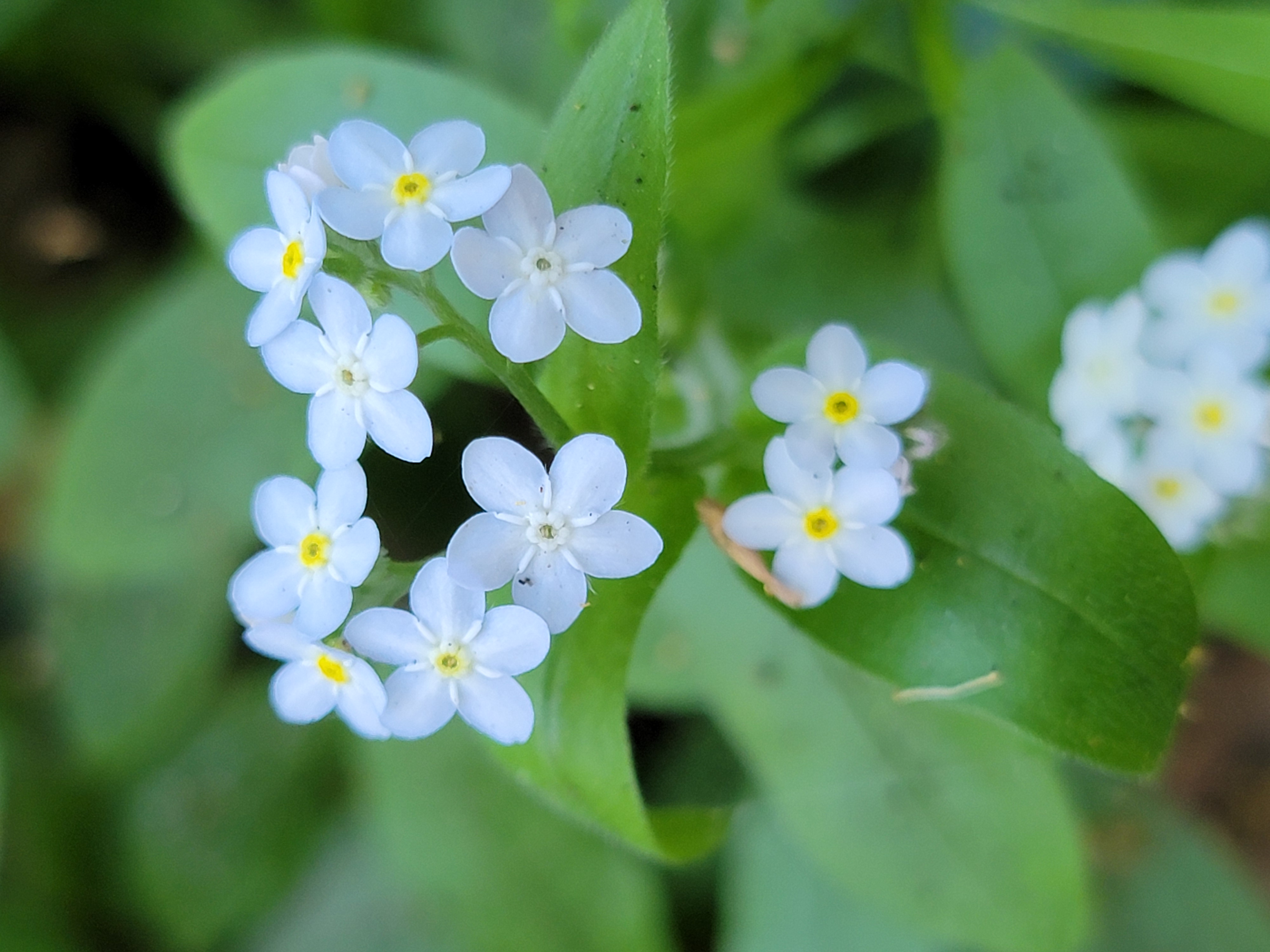 Macro close-up of soft blue-white forget-me-not flowers with yellow centers