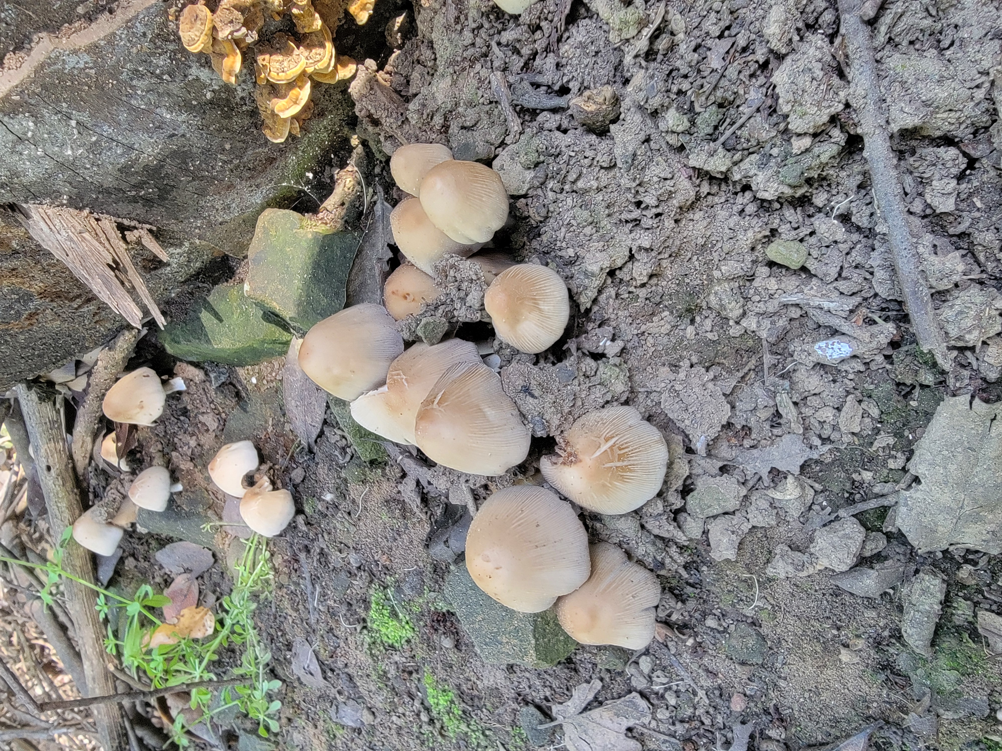 Cluster of mica cap mushrooms at the base of a rotting log on a forest floor