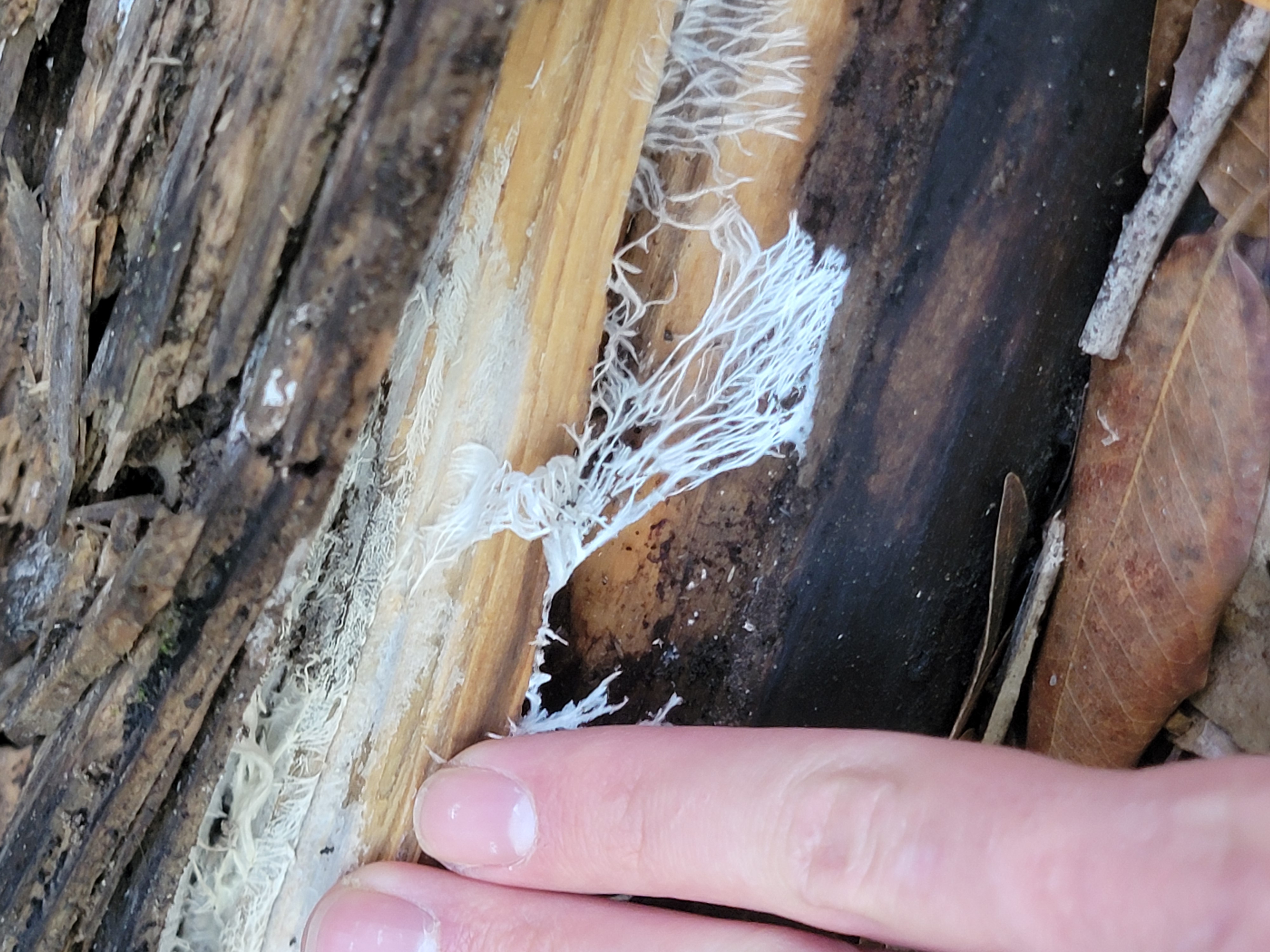 White rhizomorphic mycelium branching across the surface of a dark rotting log with hand for scale