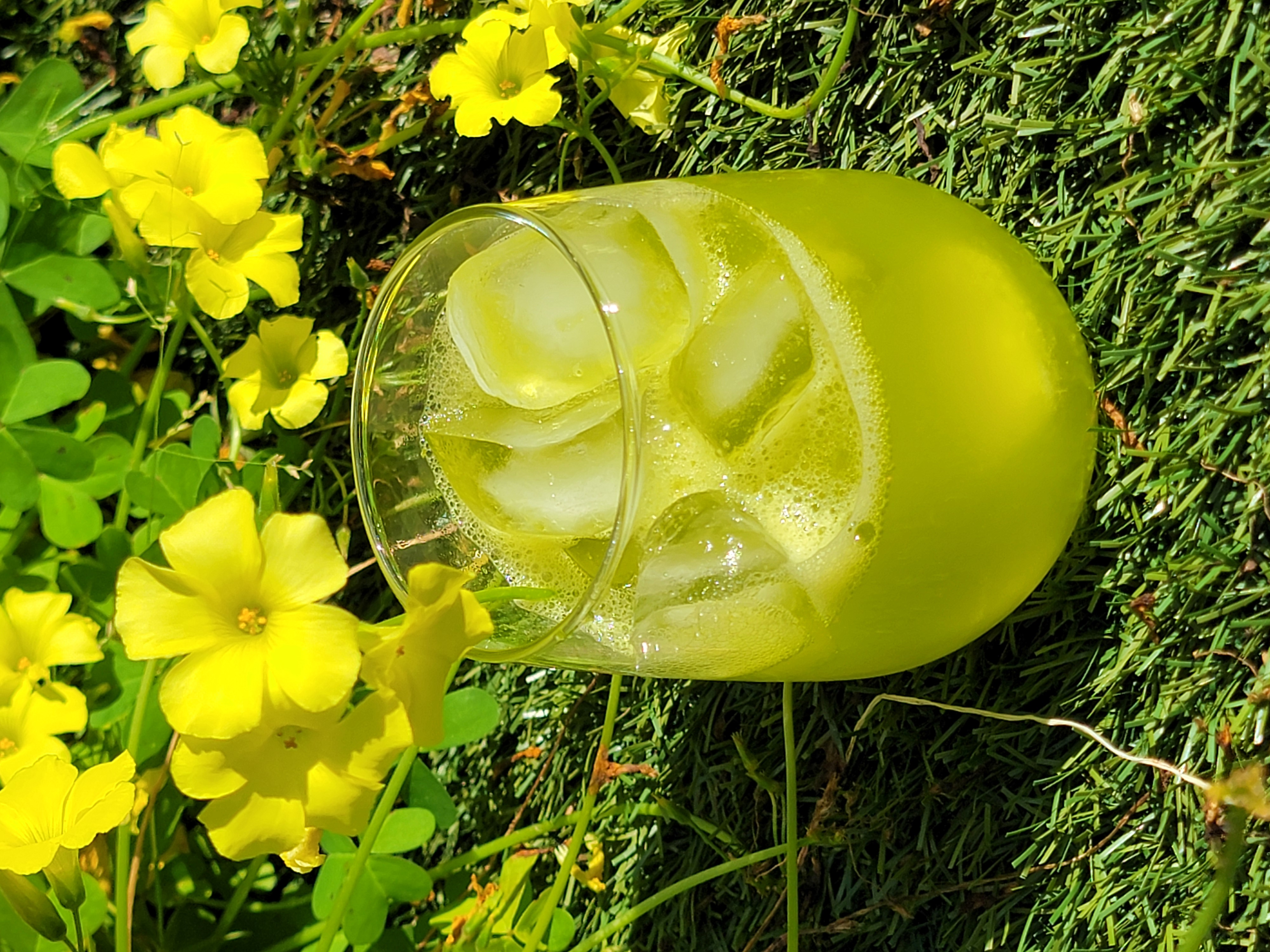 Glass of vivid green wood sorrel lemonade resting in a field of yellow sorrel flowers