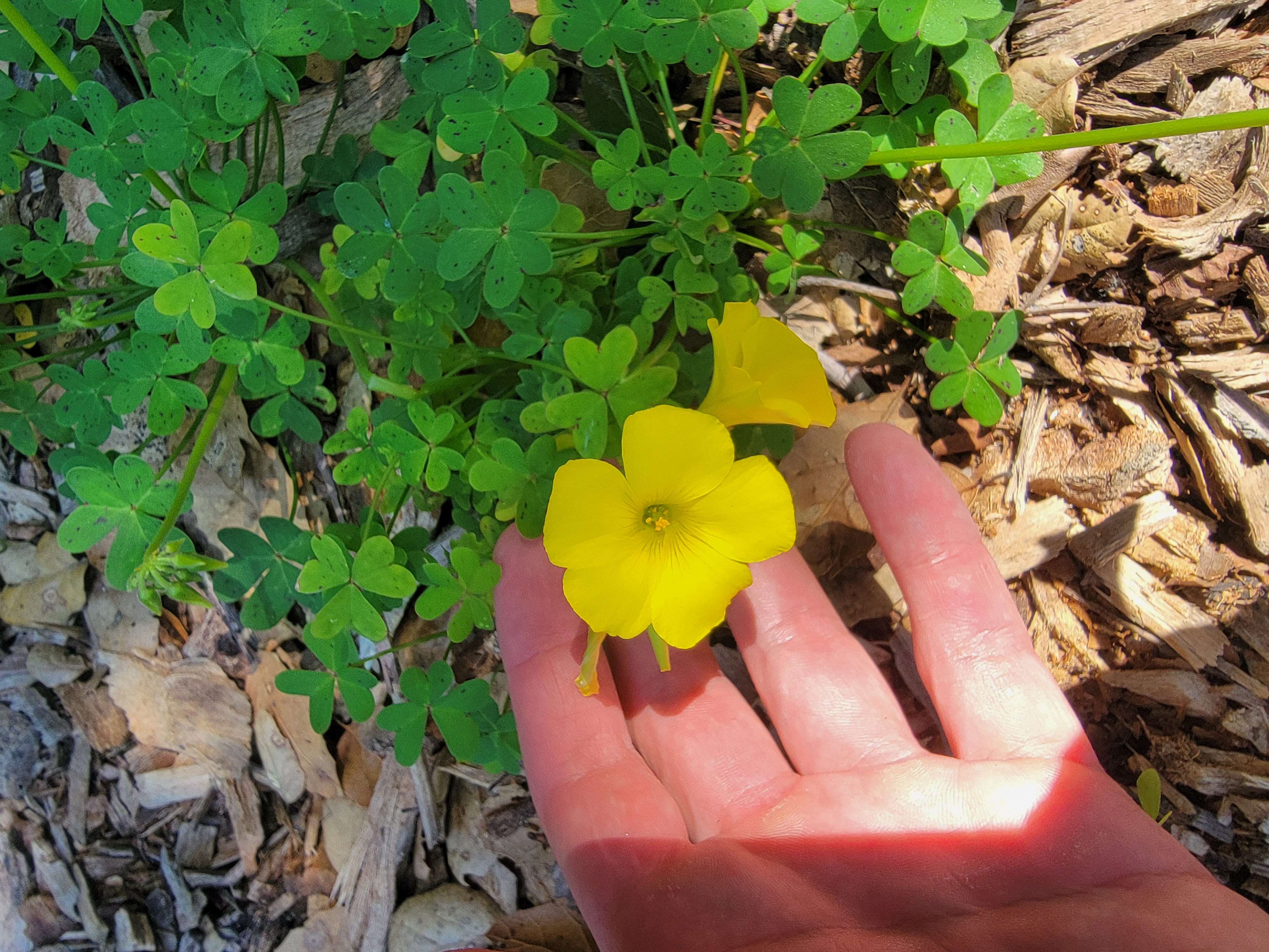 Hand cradling a bright yellow wood sorrel flower against clover-like green leaves