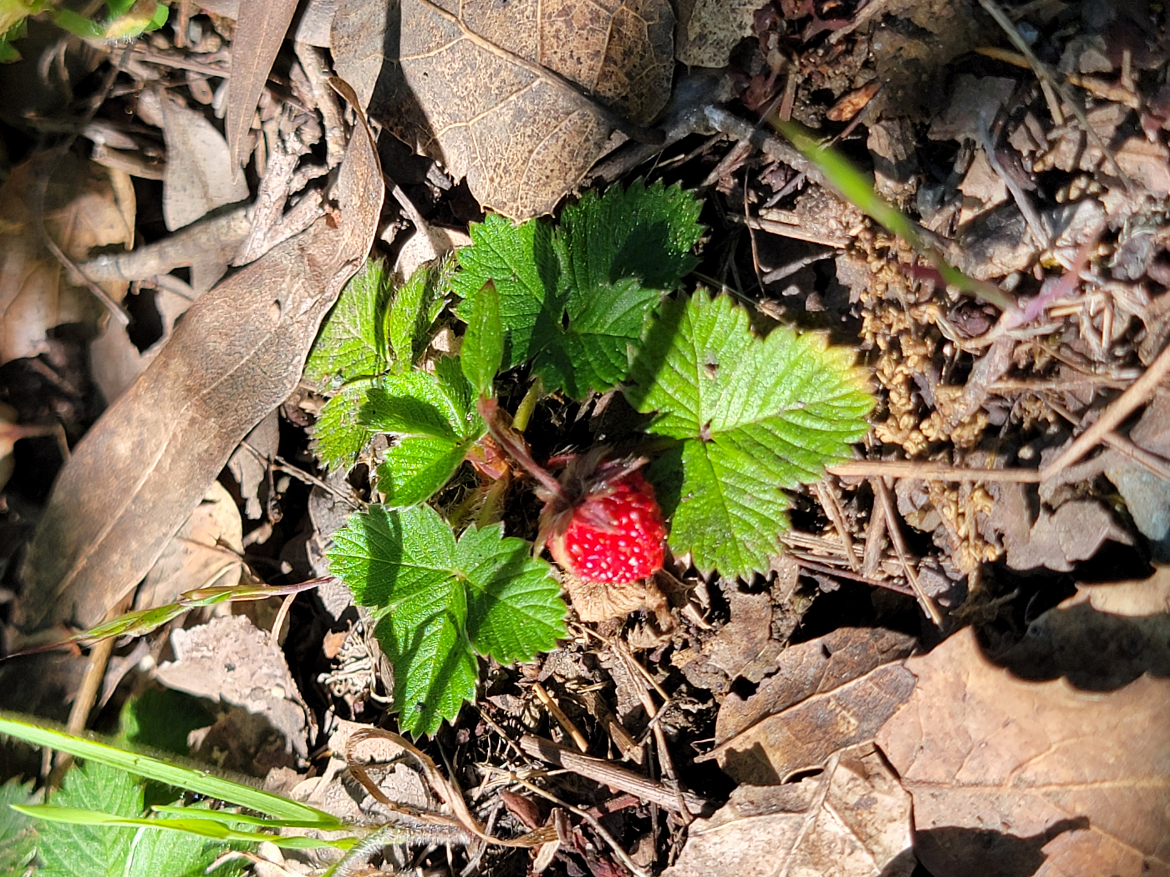 A single ripe red woodland strawberry on a plant surrounded by fallen leaves