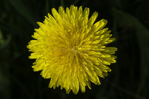 A dandelion in bloom, a common urban forage