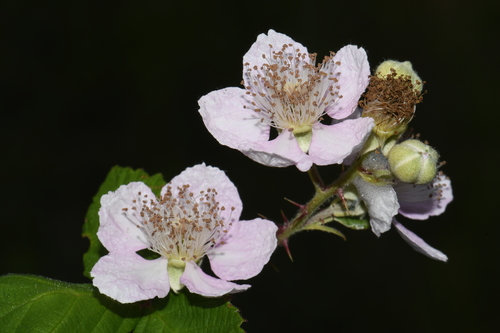 Himalayan blackberry flowers, the classic roadside forage