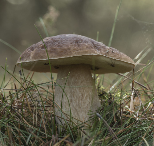 A king bolete (porcini, Boletus edulis) growing on the forest floor